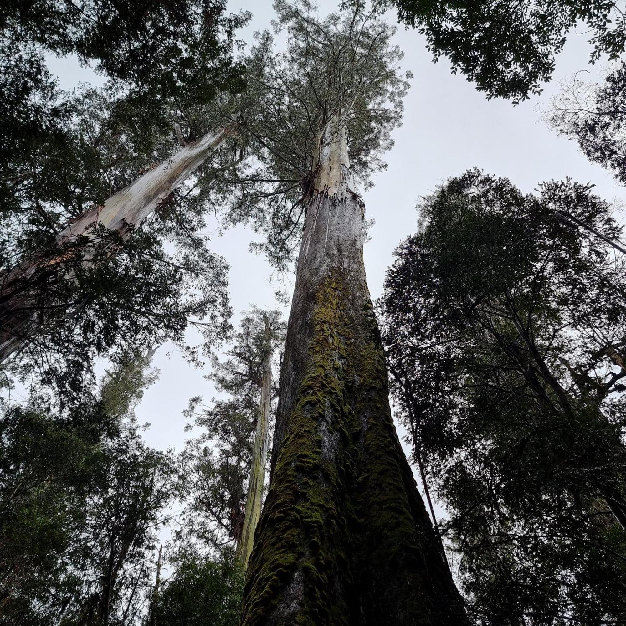 Russell Falls Holiday Cottages National Park Luaran gambar